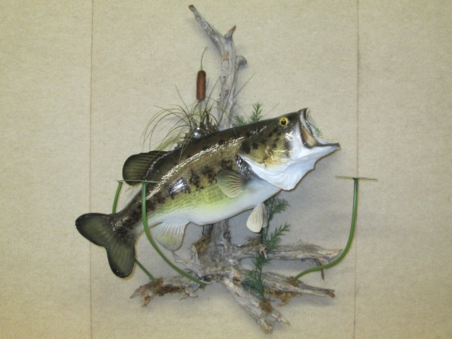 Harden's Taxidermy – Large Mouth Bass Wall Habitat 12