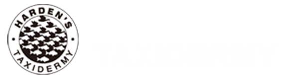Harden's Taxidermy