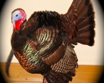 Eastern Wild Turkey 5
