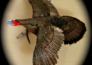 Eastern Wild Turkey 3