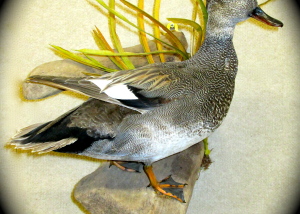 Gadwall, standing on driftwood with habitat