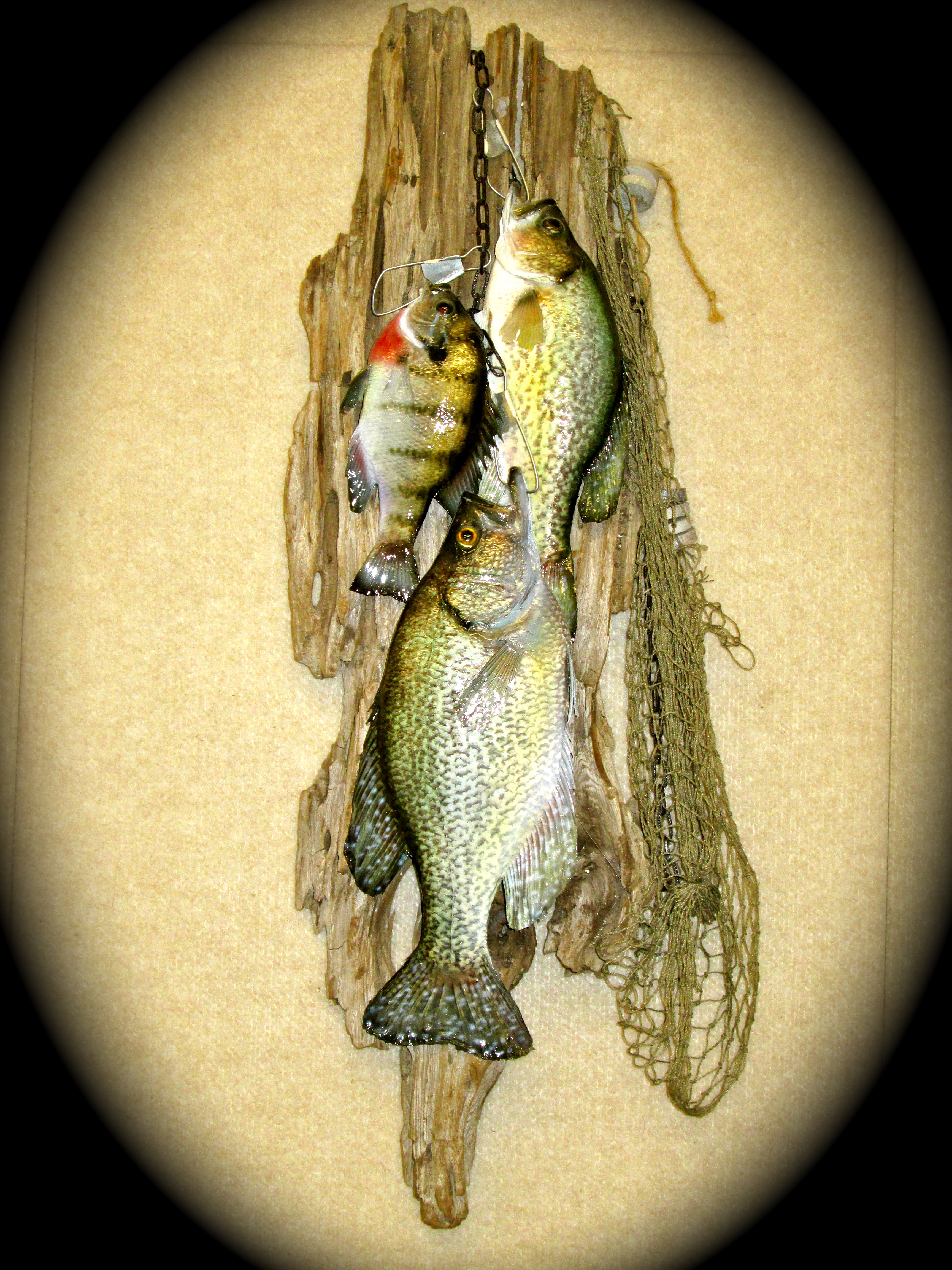 Harden's Taxidermy Stringer of Fish 4